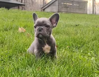 Lexi, a female French Bulldog for sale in Dundee, OH – Photo 4 of 5