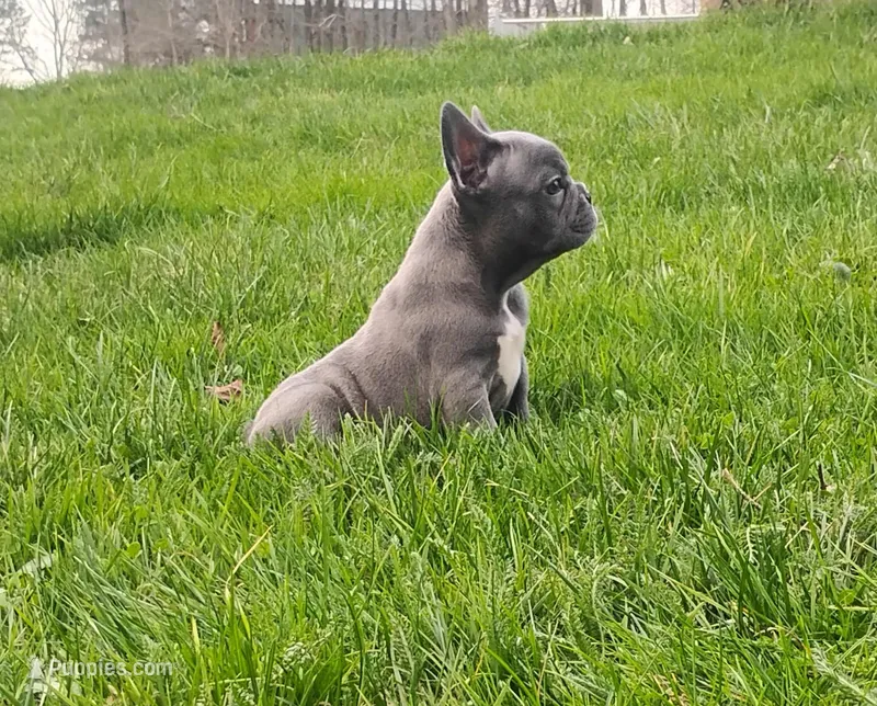 Lexi – French Bulldog puppy for sale in Dundee, OH