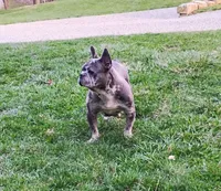 Mason, a male French Bulldog for sale in Dundee, OH – 6 of 7