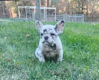 Zoey, a female French Bulldog for sale in Dundee, OH – 6 of 8