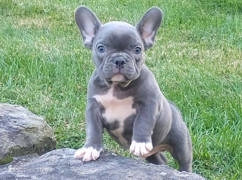 Asher – French Bulldog puppy for sale in Dundee, OH