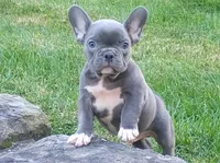 Asher, a male French Bulldog for sale in Dundee, OH – 1 of 8