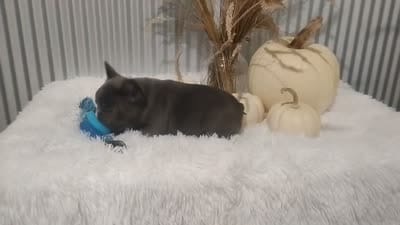 Amber, a female French Bulldog for sale in Dundee, OH – 3 of 10