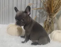 Blaze, a male French Bulldog for sale in Dundee, OH – 4 of 8