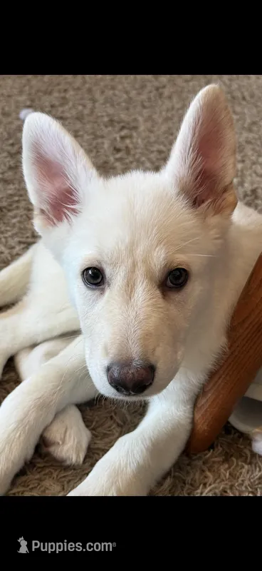 Lilac , a female German Shepherd Dog for sale in Manitou Beach-Devils Lake, MI – Photo 1 of 1