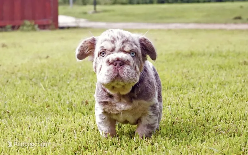 Twix – French Bulldog puppy for sale in Aurora, IL