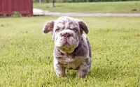 Twix, a male French Bulldog for sale in Aurora, IL – 1 of 4