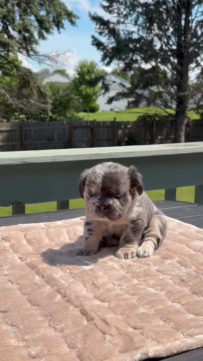 Oreo, a male French Bulldog for sale in Aurora, IL – 2 of 2