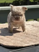 Twix, a male French Bulldog for sale in Aurora, IL – 2 of 4