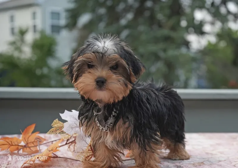 Winston  – Yorkshire Terrier puppy for sale in Aurora, IL
