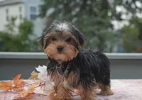 Winston , a male Yorkshire Terrier for sale in Aurora, IL – 1 of 3