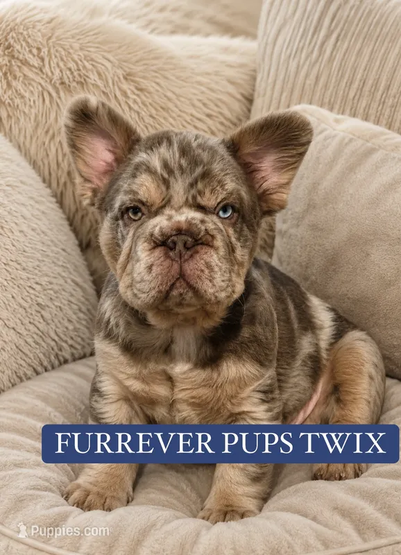 Twix – French Bulldog puppy for sale in Aurora, IL