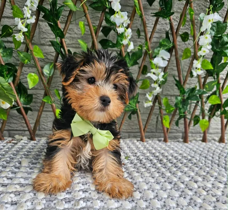 Winston  – Yorkshire Terrier puppy for sale in Aurora, IL