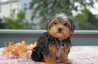 Winston , a male Yorkshire Terrier for sale in Aurora, IL – 2 of 3