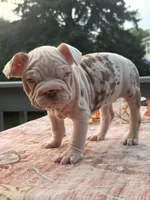 Winter , a female French Bulldog for sale in Aurora, IL – 2 of 3