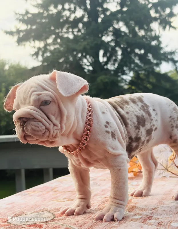 Winter  – French Bulldog puppy for sale in Aurora, IL
