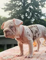 Winter , a female French Bulldog for sale in Aurora, IL – 1 of 3