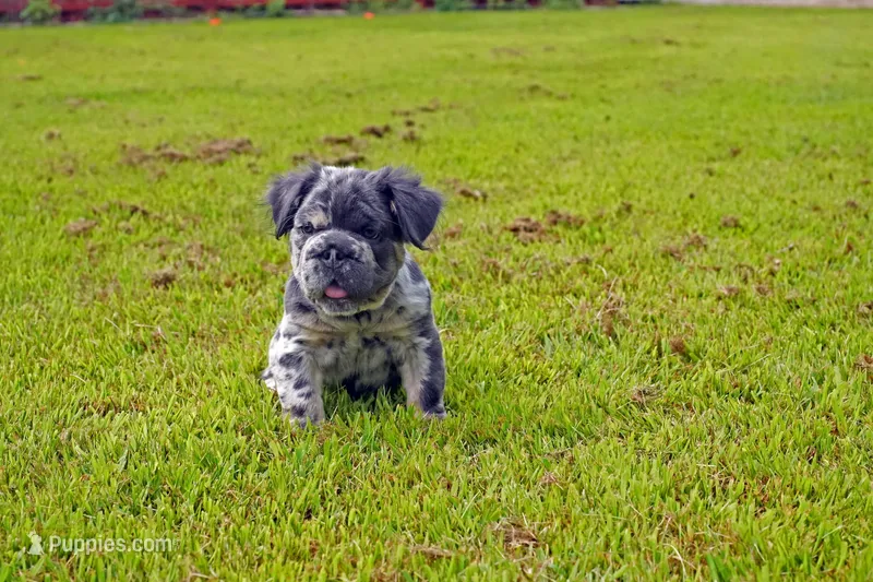 Oreo – French Bulldog puppy for sale in Aurora, IL