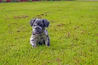 Oreo, a male French Bulldog for sale in Aurora, IL – 1 of 2