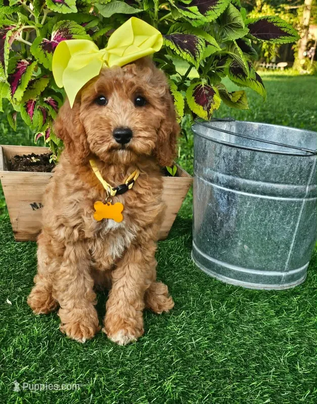 Pumpkin  – Miniature Goldendoodle puppy for sale in Aurora, IL