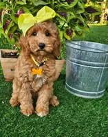 Pumpkin , a female Miniature Goldendoodle for sale in Aurora, IL – 1 of 1