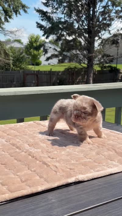 Twix, a male French Bulldog for sale in Aurora, IL – 4 of 4