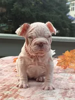 Winter, a female French Bulldog for sale in Aurora, IL – 1 of 2