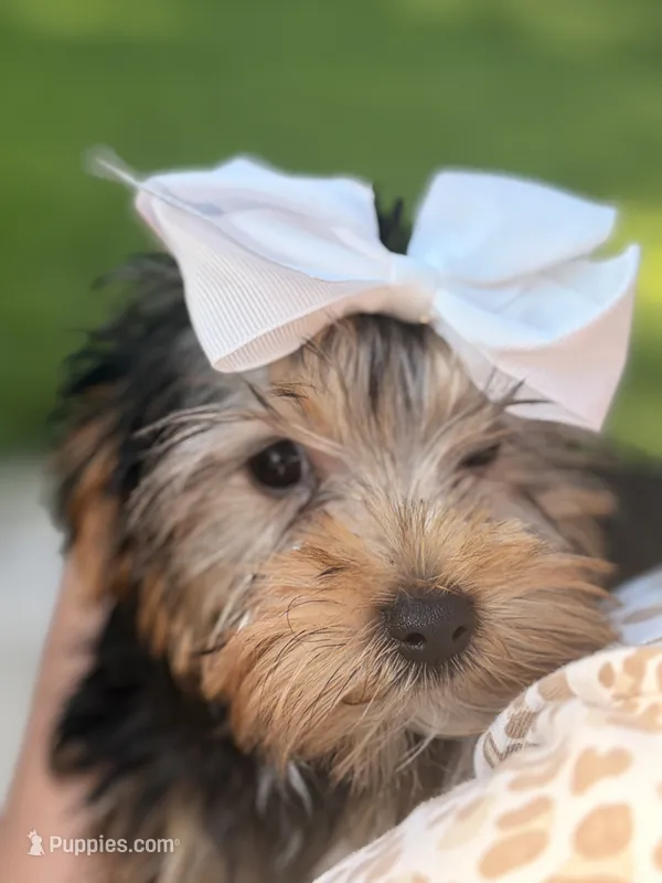 Winston  – Yorkshire Terrier puppy for sale in Aurora, IL