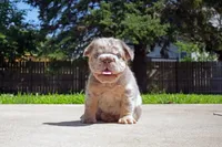 Twix, a male French Bulldog for sale in Aurora, IL – 3 of 4