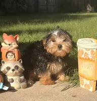 Winston , a male Yorkshire Terrier for sale in Aurora, IL – 3 of 3
