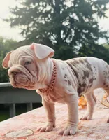 Winter, a female French Bulldog for sale in Aurora, IL – 2 of 2
