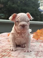 Winter , a female French Bulldog for sale in Aurora, IL – 3 of 3