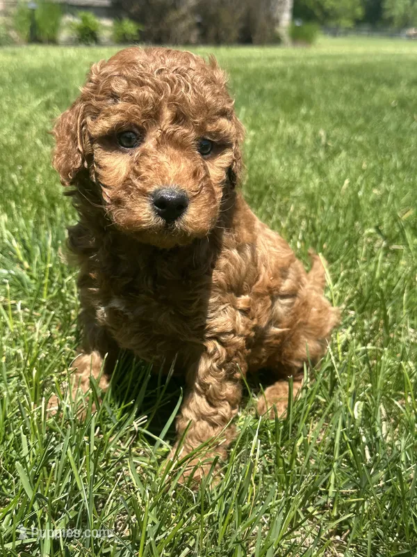 Male Mini  – Miniature Goldendoodle puppy for sale in Redford Township, MI