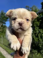 Pinky, a male French Bulldog for sale in Redford Township, MI – 5 of 10
