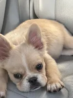 Gelo, a male French Bulldog for sale in Redford Township, MI – 8 of 9