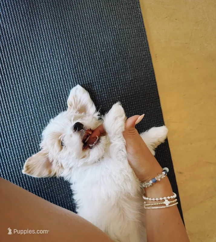 Bella  – Pomapoo puppy for sale in Redford Township, MI