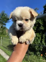 Pinky, a male French Bulldog for sale in Redford Township, MI – 4 of 10