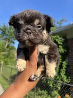 Smaller , a male French Bulldog for sale in Redford Township, MI – 6 of 10
