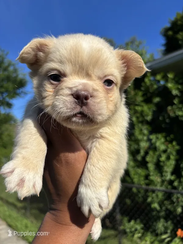 Smaller  – French Bulldog puppy for sale in Redford Township, MI