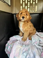 Buddy Love, a male Cockapoo for sale in Redford Township, MI – 6 of 7