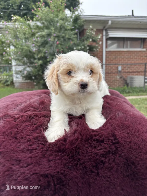 Bella  – Pomapoo puppy for sale in Redford Township, MI