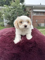 Bella , a female Pomapoo for sale in Redford Township, MI – 1 of 7