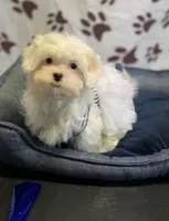 Maltese , a female Maltese for sale in Redford Township, MI – 3 of 3
