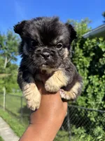 Smaller , a male French Bulldog for sale in Redford Township, MI – 3 of 10