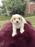 Bella , a female Pomapoo for sale in Redford Township, MI – 5 of 7