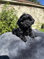 Female Yorkue poo, a female Yorkipoo for sale in Redford Township, MI – 2 of 10