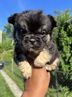Lilac and tan, a female French Bulldog for sale in Redford Township, MI – 4 of 10