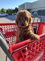 Female Mini Golden Doodle , a female Miniature Goldendoodle for sale in Redford Township, MI – 2 of 6