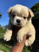 Lilac and tan, a female French Bulldog for sale in Redford Township, MI – 6 of 10