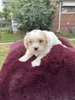 Bella , a female Pomapoo for sale in Redford Township, MI – 6 of 7